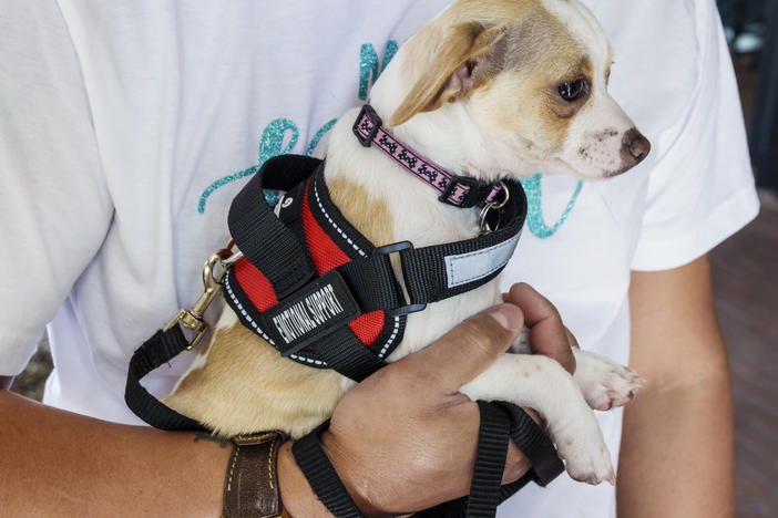 Under a new rule issued last week by the Transportation Department, only dogs that meet strict service animal standards will be allowed to fly with passengers.