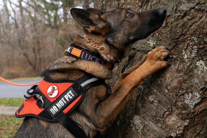Lucky searches a tree for spotted lanternfly eggs. The insects often lay them in hard-to-reach places.