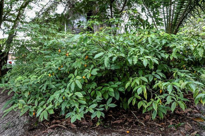 Root extracts from the African shrub iboga have long been used in traditional healing rituals and more recently as an experimental treatment for depression and to reduce drug cravings in addiction. Scientists now are working on a version of the extract that doesn't cause heart attacks or hallucinations as side effects.