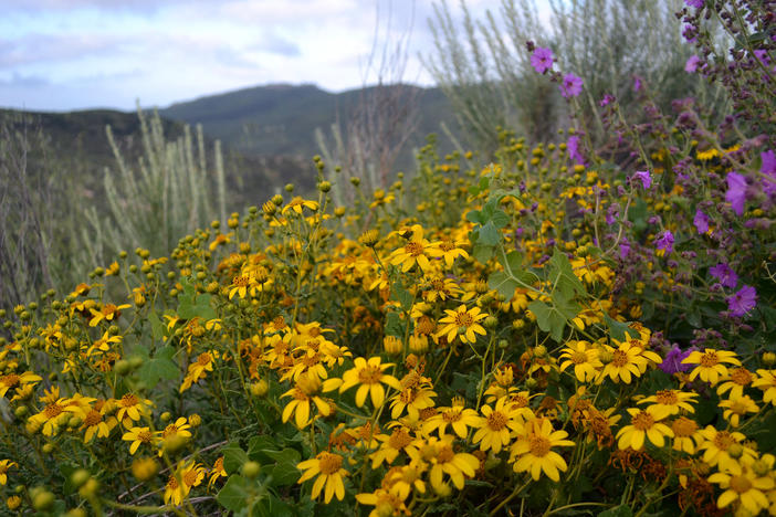 These sunflowers in San Diego National Wildlife Refuge are wild relatives of sunflowers that farmers around the world grow to produce oil.