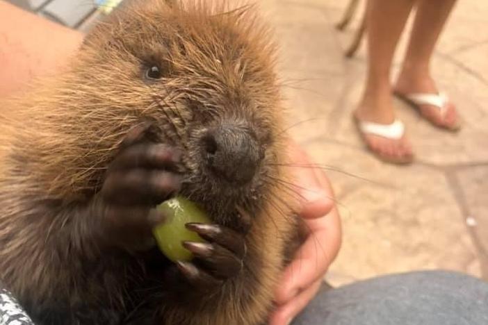 Beave the beaver is building dams inside the New York home of wildlife rehabilitator Nancy Coyne while he gets ready to return to the wild.