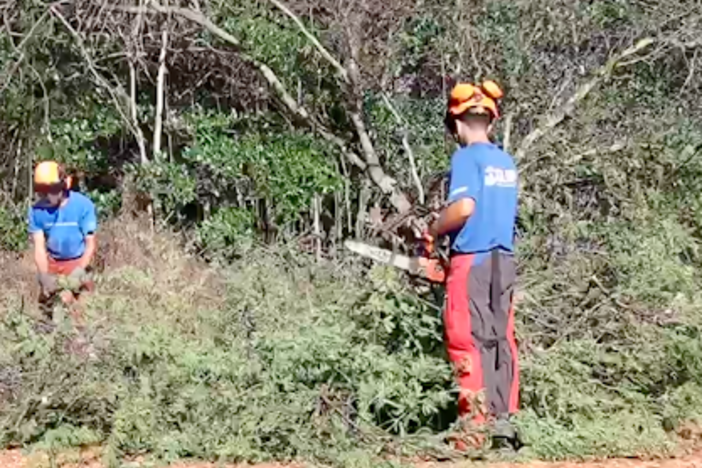 A Kupu Aina Corps work crew funded by CARES Act money uses chainsaws to clear invasive mangroves from the area around Pearl Harbor on the island of Oahu.