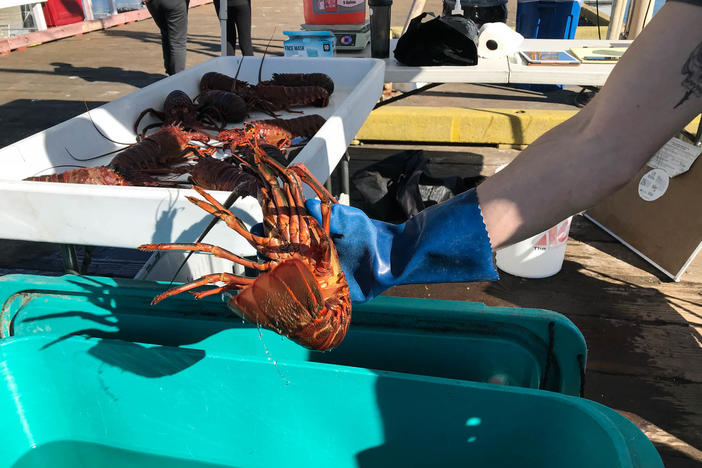 Fishermen sell freshly caught seafood at the Saturday Fishermen's Market in Santa Barbara, Calif. When the pandemic began, fishermen watched their markets dry up overnight. Now, as well as public markets like this, some are selling to food assistance programs.