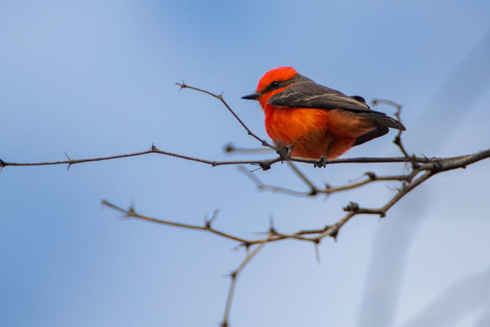 A male vermillion flycatcher perches atop an open branch on one of the many charred mesquites on our land, La Isla.