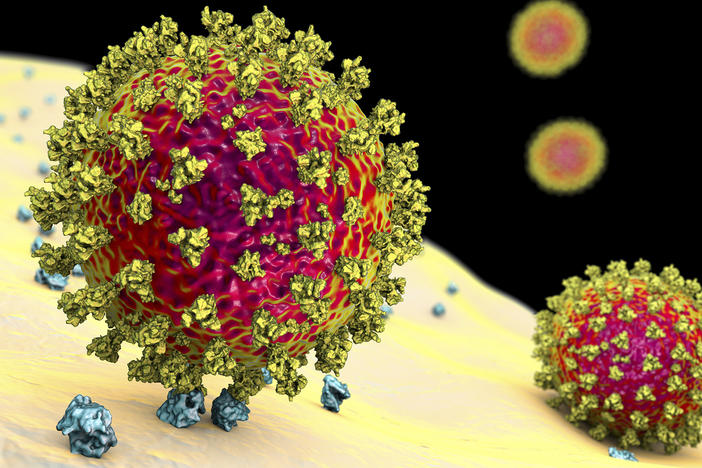 The image depicts the coronavirus binding to a human cell. The variant identified in the United Kingdom has a mutation known to increase how tightly the virus binds to human cells.