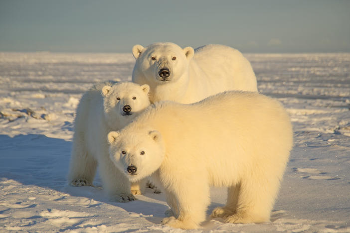A polar bear with cubs in Alaska's Arctic National Wildlife Refuge in 2014.