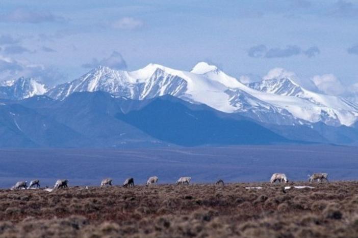 Caribou graze on the coastal plain of the Arctic National Wildlife Refuge. The Trump administration has held the first oil lease sale in the refuge.