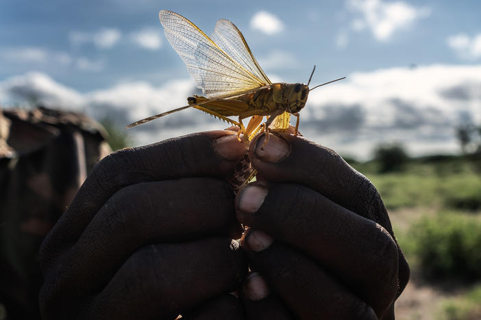 A man holds a desert locust in his hand in Kenya's Rift Valley. Farmers in central Kenya fear the locusts will strip vegetation from the rangeland where their livestock graze.