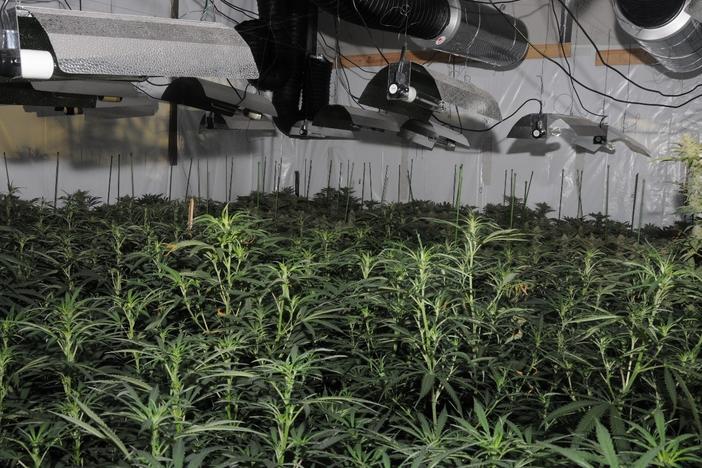 Photo released by the City of London Police showing the first "cannabis factory" discovered in the City.