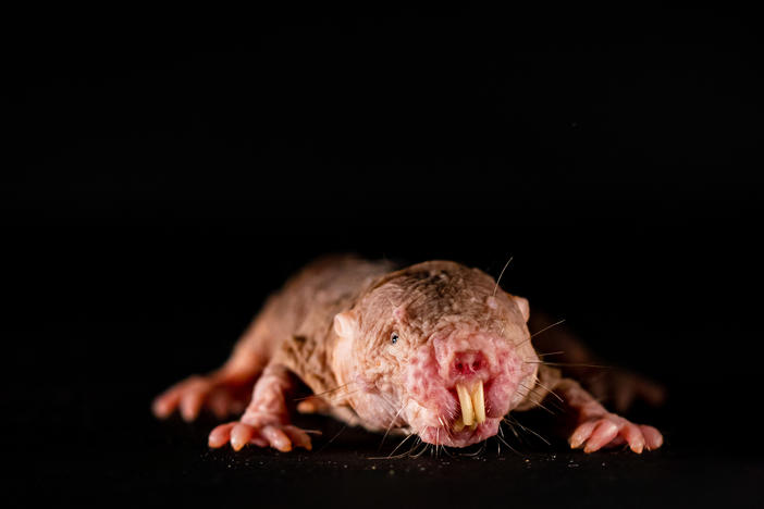 Naked mole rats are very communicative creatures, they quietly chirp, squeak, twitter or even grunt to one another. The scientists wanted to find out whether these vocalizations have a social function for the animals – and found that each colony has its own dialect that promotes social cohesion.
