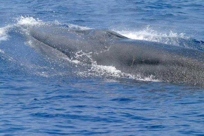 Rice's whales can grow to 42 feet, but fewer than 100 remain.
