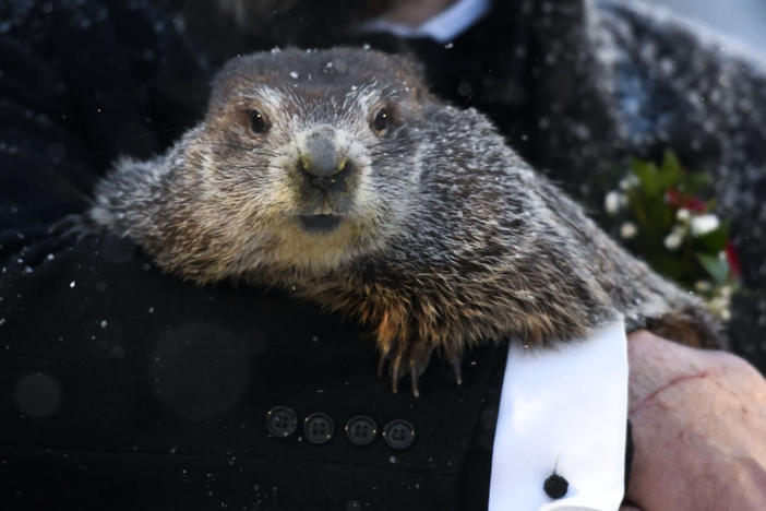 Groundhog Club handler A.J. Dereume holds Punxsutawney Phil at the 135th celebration of Groundhog Day on Gobbler's Knob in Punxsutawney, Pa. on Tuesday. The groundhog is said to have seen his shadow, signaling six more weeks of winter.