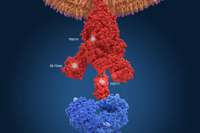 An illustration of the variant found in the United Kingdom. To infect a cell, the virus's spike protein (red) has to bind to a receptor on the cell's surface (blue). Mutations help the virus bind more tightly.