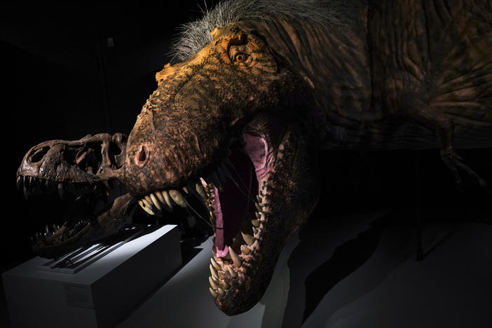 A model of a feathered Tyrannosaurus rex at the American Museum of Natural History in 2019 in New York City. <em>All Things Considered</em> is making amends for its lack of dinosaur coverage.