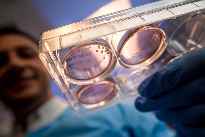 University of California, San Diego scientist Alysson Muotri's lab grew brain organoids from human stem cells that swapped a developmental gene from Neanderthals for the human version.