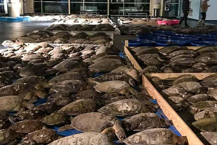 Some of the thousands of cold-stunned sea turtles rescued in South Padre Island, Texas. Volunteers are continuing to rescue the creatures amid freezing temperatures and widespread power outages.