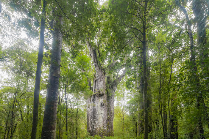 A giant kauri tree grows in Waipoua Forest in Northland, New Zealand. Trees like this one that fell long ago and were preserved for thousands of years are helping researchers discern fluctuations in the Earth's magnetic poles.
