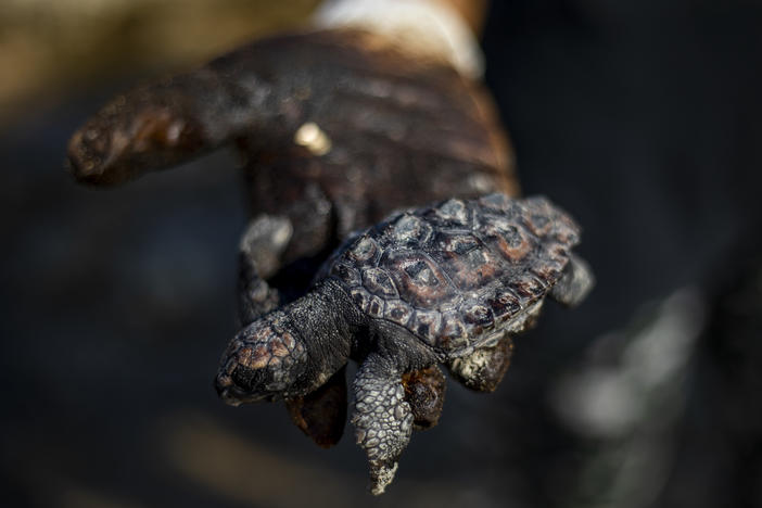 A woman holds a dead sea turtle covered in tar from an oil spill in the Mediterranean Sea that affected wildlife and closed beaches in Israel.