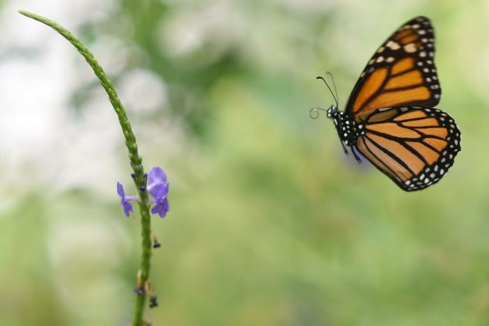 Millions of monarch butterflies arrive each year in Mexico after travelling, in some cases, thousands of miles from the United States and Canada.