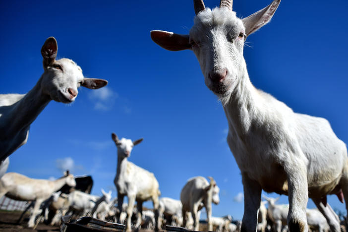 A herd of goats in Russia ponders ... well, we can't really know what they're pondering, but it's a safe bet they're interested in finding something to eat.