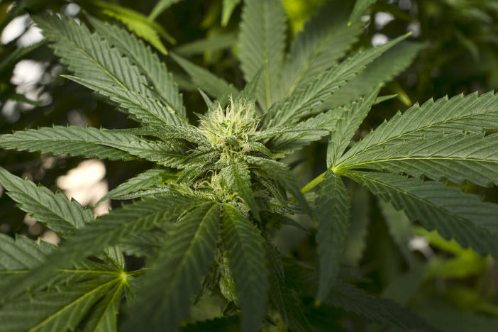 Virginia lawmakers have approved legislation legalizing recreational use of marijuana and commercial sales starting in 2024.