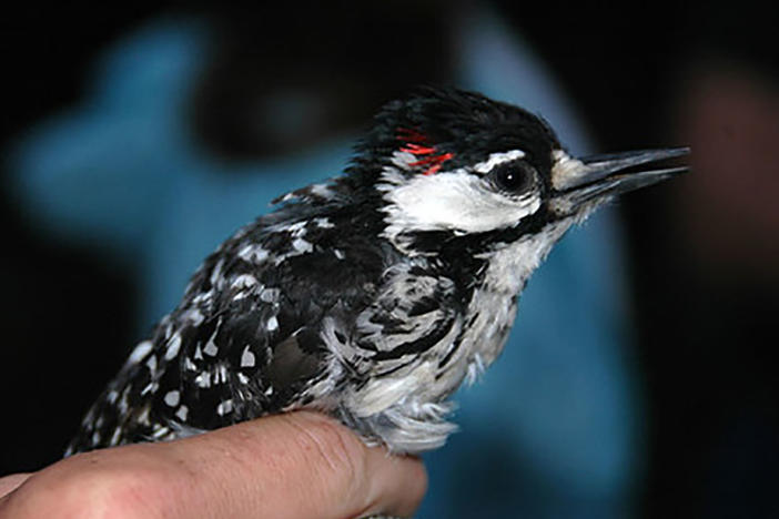 The red-cockaded woodpecker has been listed as endangered for more than half a century.