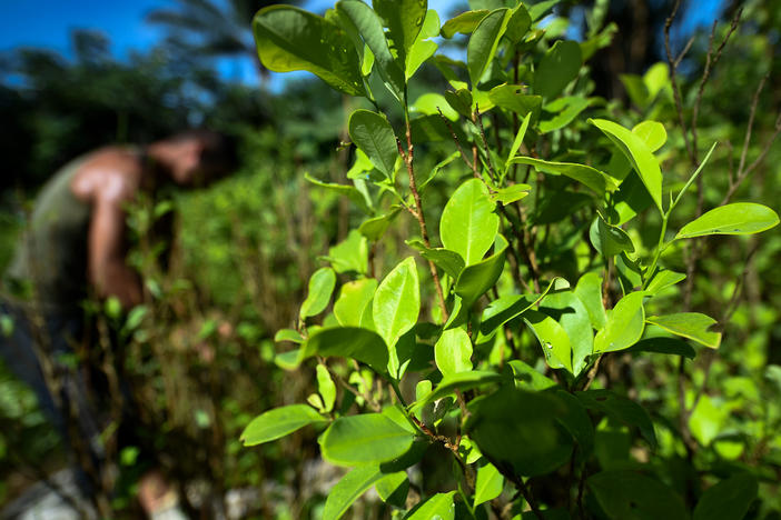 Coca plants in the Guaviare department, Colombia. The leaves are the raw ingredient used to make cocaine.