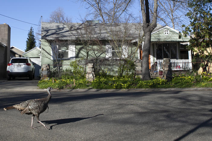 Sacramento's Elmhurst neighborhood is comprised of mostly single-family homes. The City Council has voted on a draft plan to allow fourplexes in all residential areas.