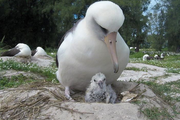Wisdom, a Laysan albatross and world's oldest known wild bird has hatched a new chick at Midway Atoll National Wildlife Refuge and Battle of Midway National Memorial. She is pictured here with a newly hatched chick in Feb. 2019.