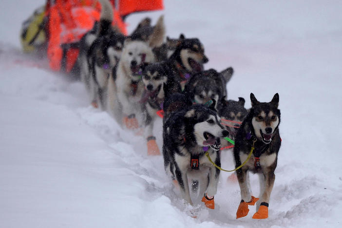 Sled dogs of Thomas Waerner's team run in Willow, Alaska, last year, when he placed first.