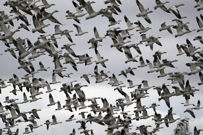 Thousands of snow geese take flight near Conway, Wash., in 2019. The Biden administration is reversing a policy under former President Donald Trump that drastically weakened protections for most U.S. bird species.