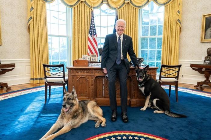 Major, pictured on the right, was reportedly spooked by someone on Monday and allegedly "nipped" at them. White House officials said a doctor was called but no further treatment was needed.