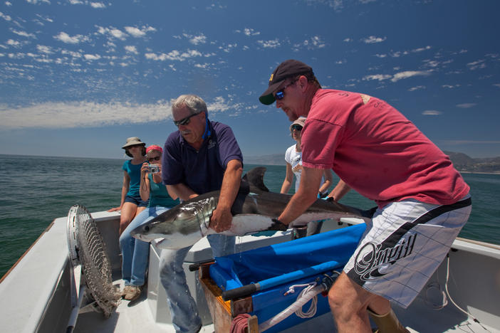 Scientists John O'Sullivan of the Monterey Bay Aquarium and Chris Lowe of California State University release a tagged juvenile white shark off Southern California, part of an effort to track their movement.
