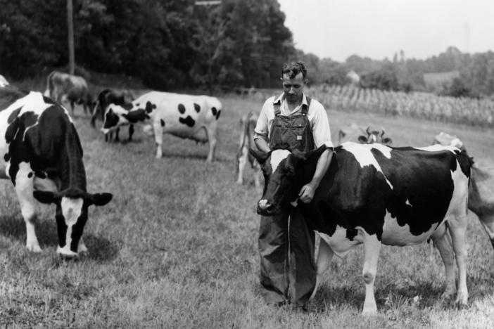 A farmer in a pasture circa 1945 appears to get his cow cuddles for free. These days, it could cost him.