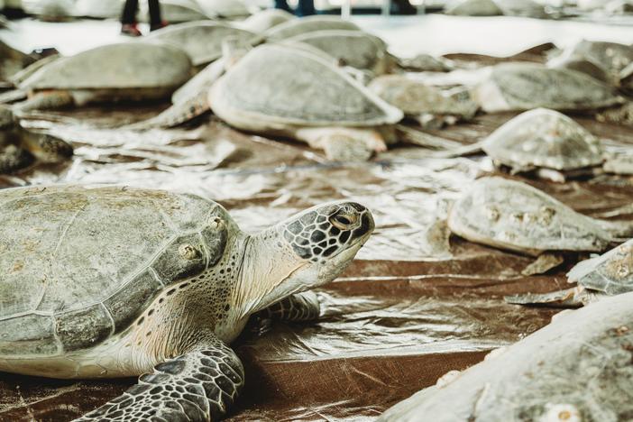 The South Padre Island Convention Center opened its doors and took in thousands of sea turtles cold-stunned during the Valentine's Week Winter Storm.