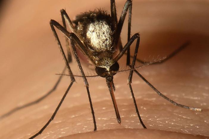 <em>Aedes scapularis</em> mosquitoes can carry yellow fever and are well-established in two South Florida counties.