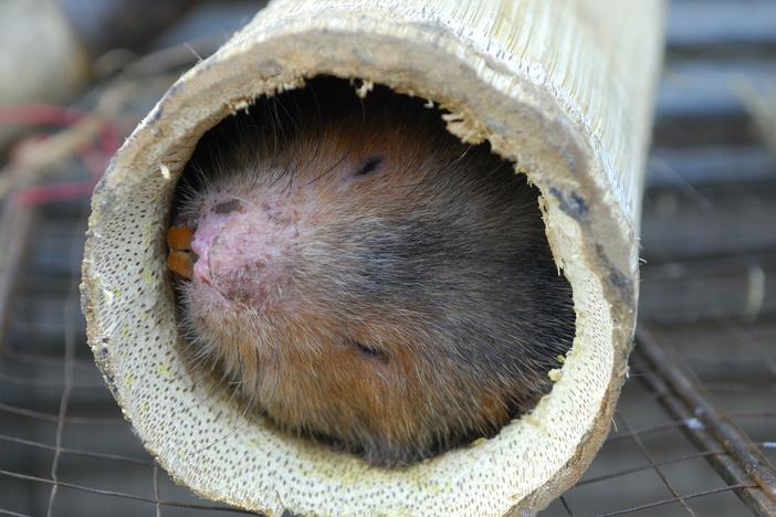 Bamboo rats are among the wild animals farmed for food in China and other parts of Asia. A member of the World Health Organization team investigating the coronavirus pandemic says its report will conclude that such animal farms are likely the place where the pandemic began. Above, a live rat is on sale at a food market in Myanmar.