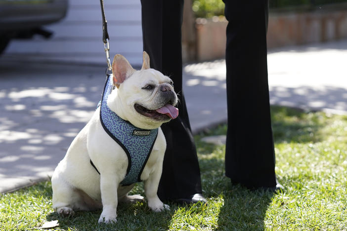 French Bulldogs were the second most popular breed registered with the American Kennel Club in 2020.