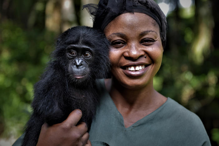 Yvonne Vela Tona, one of the "mamas" at the sanctuary, looks after the young bonobo Esake.