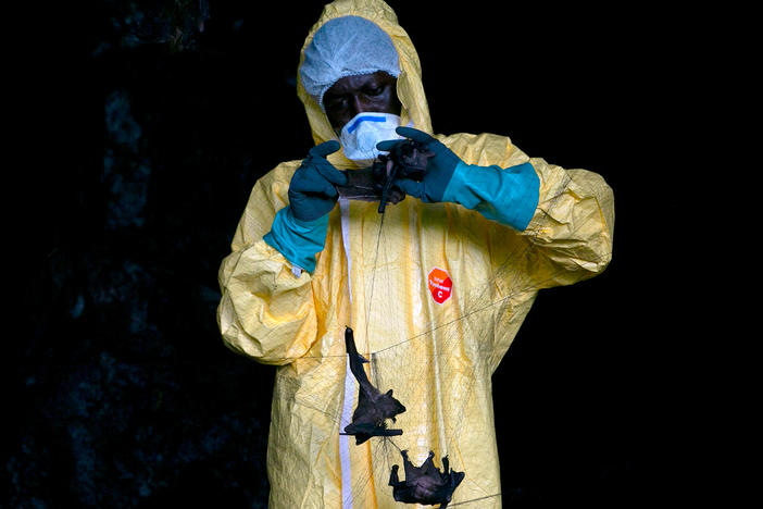 A researcher with Franceville International Medical Research Centre collects bats in a net on November 25, 2020 inside a cave in Gabon. Scientists are looking for potential sources for a possible next coronavirus pandemic.