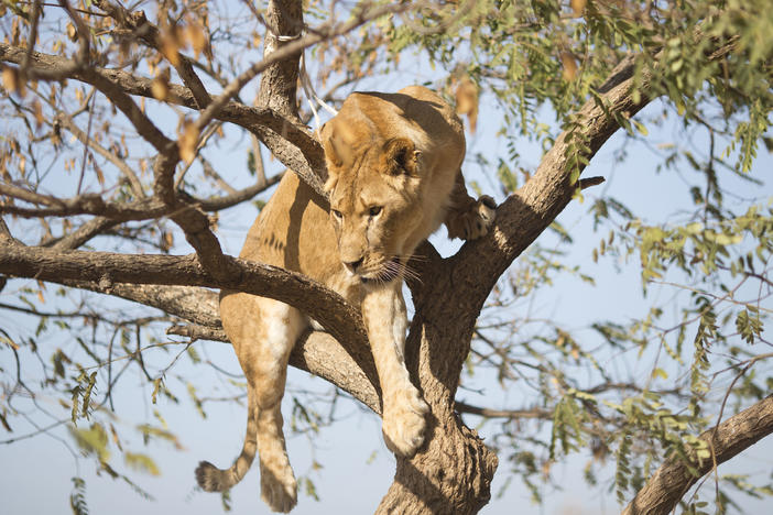 A female African lion, said to be similar to those discovered dead, is pictured in 2013.