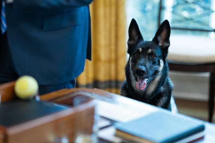 Major Biden, pictured in the Oval Office on March 4, reportedly received remedial training while staying at the family's Delaware residence in mid-March. He and fellow German shepherd Champ Biden were confirmed back at the White House on Wednesday.