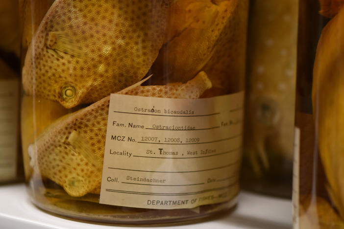Spotted Trunkfish collected in the US Virgin Islands in 1871.