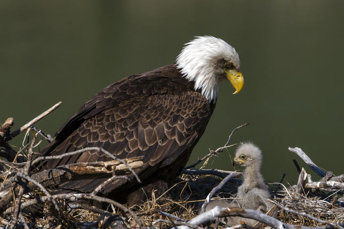 U.S. bald eagle populations have more than quadrupled in the lower 48 states since 2009, according to a new survey from the U.S. Fish and Wildlife Service.