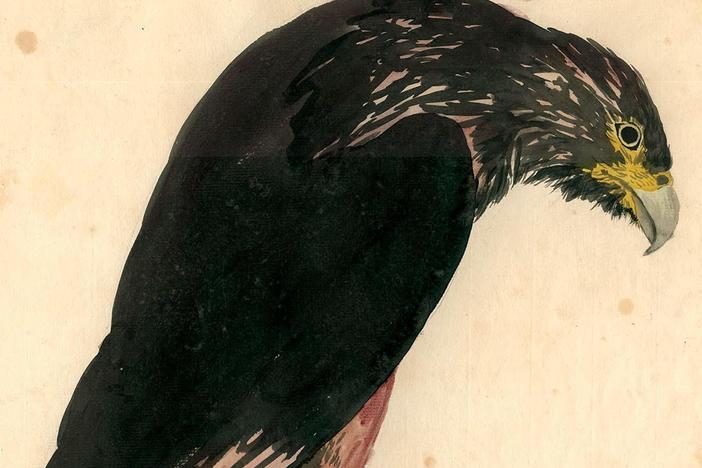 <em>A Most Remarkable Creature: The Hidden Life and Epic Journey of the World's Smartest Birds of Prey,</em> by Jonathan Meiburg