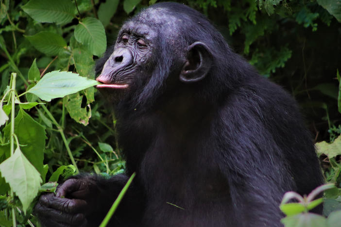 A male bonobo at Lola yo Bonobo sanctuary. Only about 20,000 wild bonobos are left, and they are found only in the central rainforests of the Democratic Republic of the Congo.