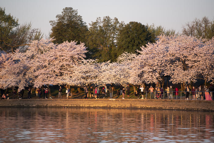 Visitors gather to watch the sunrise under blooming Japanese cherry blossom trees along the Tidal Basin in Washington, D.C., on March 30.
