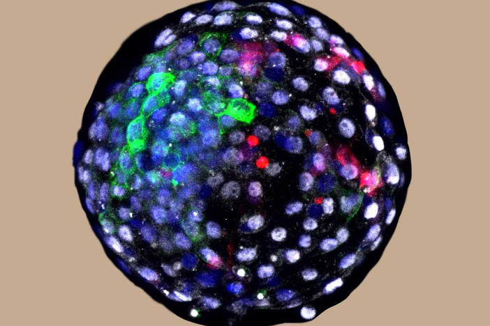 Using fluorescent antibody-based stains and advanced microscopy, researchers are able to visualize cells of different species origins in an early stage chimeric embryo. The red color indicates the cells of human origin.