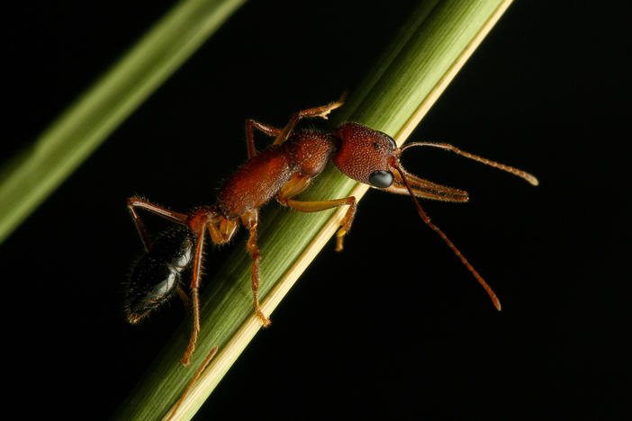Researchers have shown that the Indian jumping ant can shrink and regrow its brain.