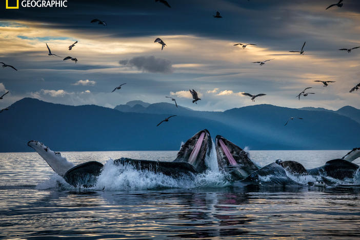 Humpback whales, working in teams, circle herring with disorienting curtains of bubbles off Alaska's coast, then shoot up from below with their mouths open. This innovation developed among unrelated groups of humpbacks but is now a widely adopted practice.